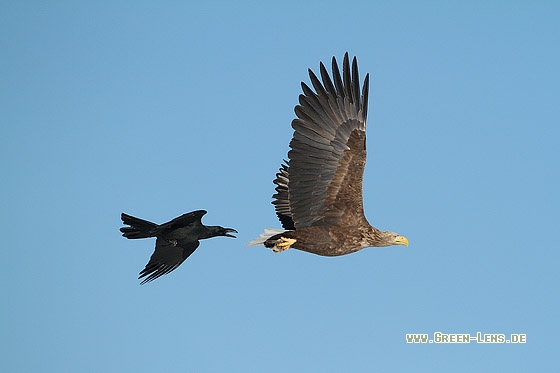 Seeadler - Copyright Stefan Pfützke