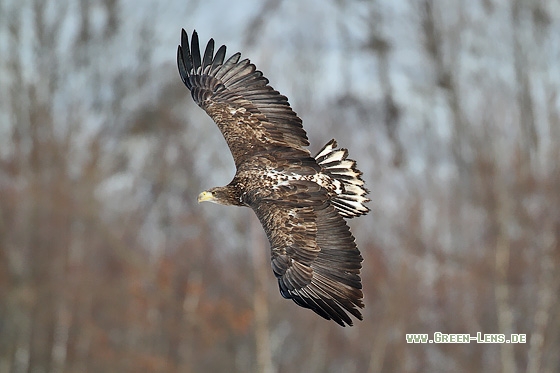 Seeadler - Copyright Stefan Pfützke