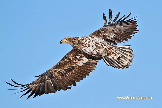 Seeadler - Copyright Stefan Pfützke