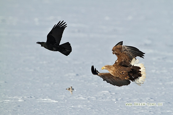 Seeadler - Copyright Stefan Pfützke