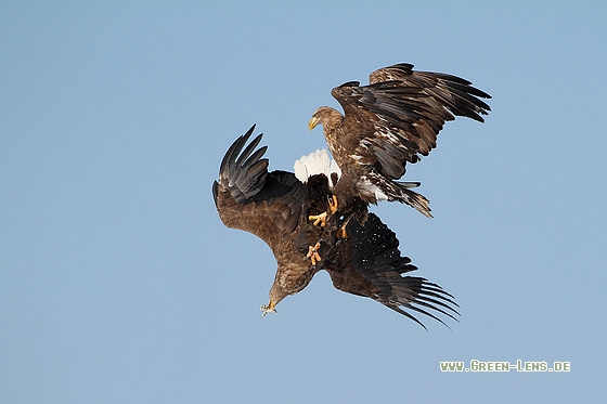 Seeadler - Copyright Stefan Pfützke