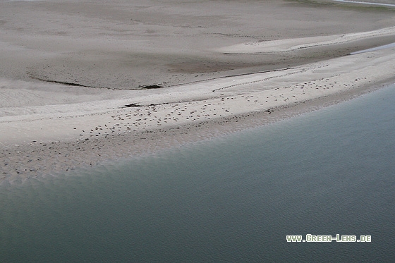 Seehund - Copyright Stefan Pfützke