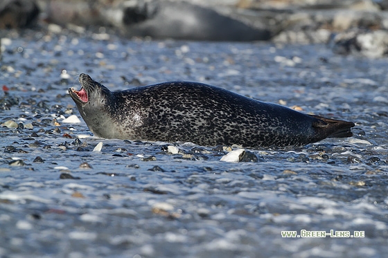 Seehund - Copyright Stefan Pfützke