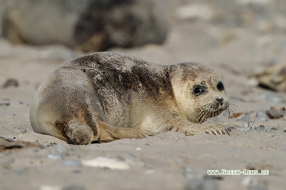 Seehund - Copyright Stefan Pfützke