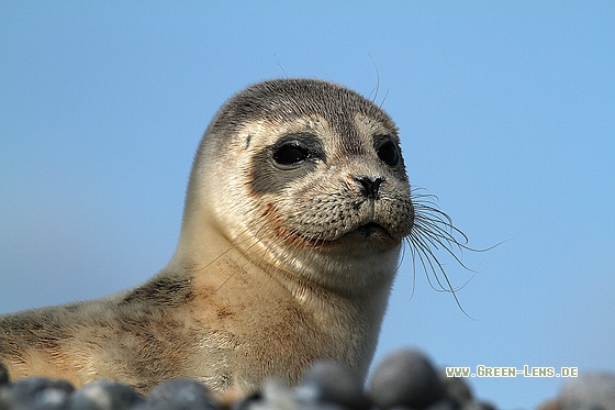 Seehund - Copyright Stefan Pfützke