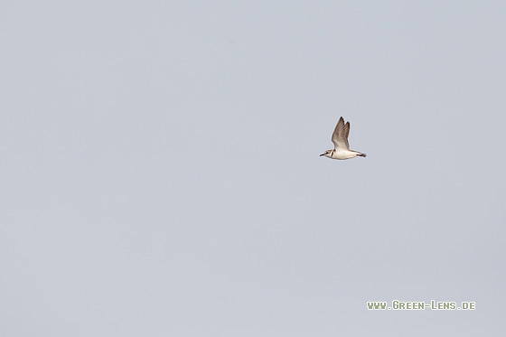 Seeregenpfeifer - Copyright Mathias Putze