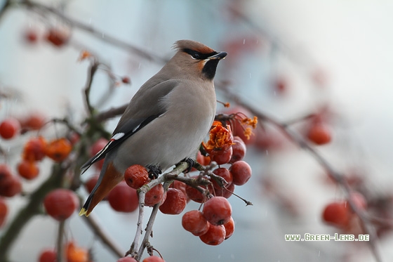 Seidenschwanz - Copyright Stefan Pfützke