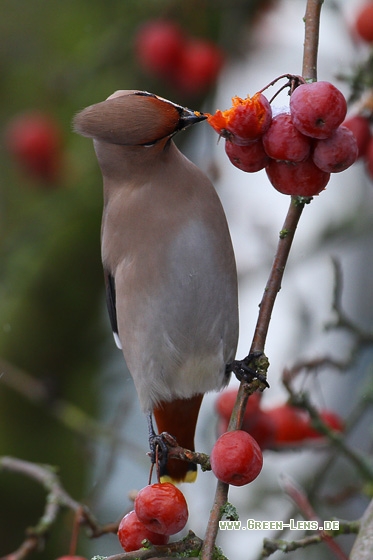 Seidenschwanz - Copyright Stefan Pfützke