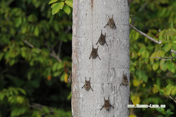 Sharp-nosed Bat - Copyright Christian Gelpke