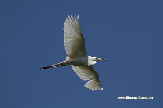 Silberreiher - Copyright Stefan Pfützke
