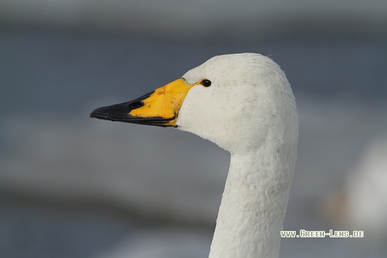 Singschwan - Copyright Stefan Pfützke