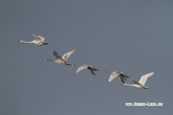 Singschwan - Copyright Stefan Pfützke
