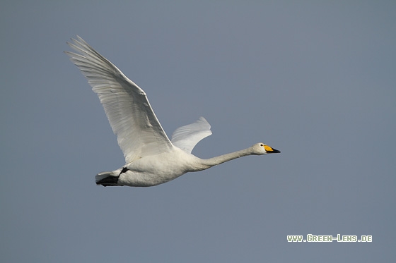 Singschwan - Copyright Stefan Pfützke