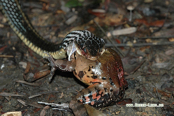 Sipo-Schlange - Copyright Christian Gelpke