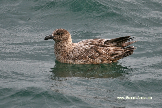 Skua - Copyright Stefan Pfützke
