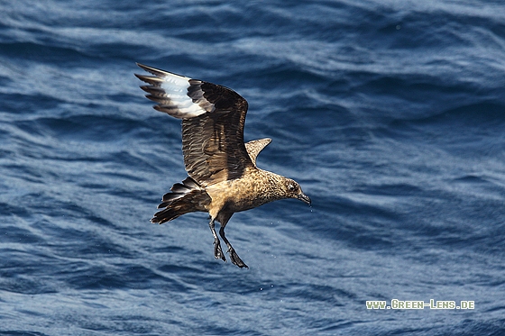 Skua - Copyright Stefan Pfützke