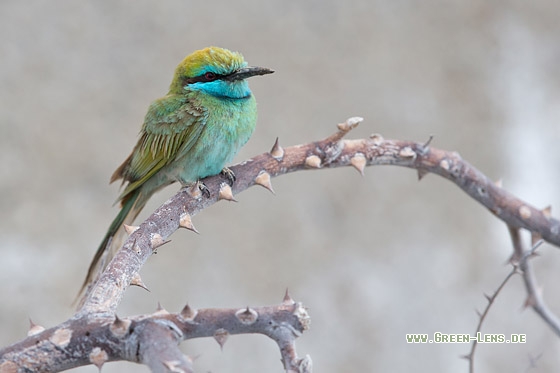 Smaragdspint - Copyright Mathias Putze