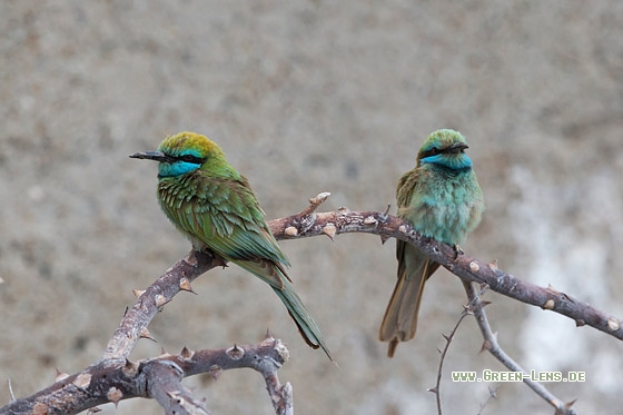 Smaragdspint - Copyright Mathias Putze