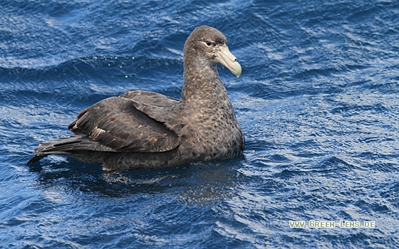 Südlicher Riesensturmvogel - Copyright Christoph Moning