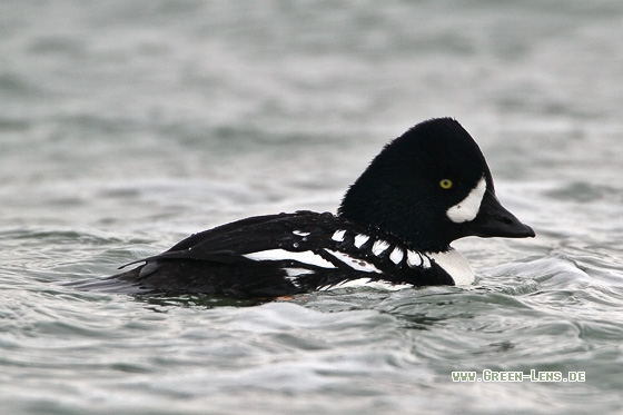 Spatelente - Copyright Stefan Pfützke