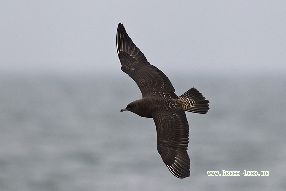 Spatelraubmöwe - Copyright Mathias Putze