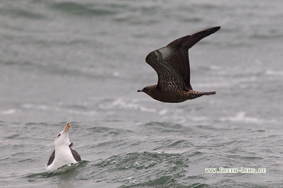 Spatelraubmöwe - Copyright Mathias Putze