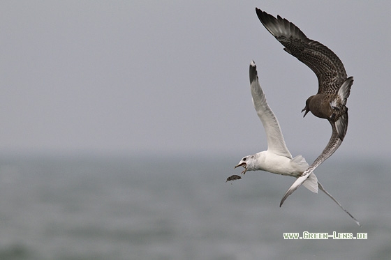 Spatelraubmöwe - Copyright Mathias Putze