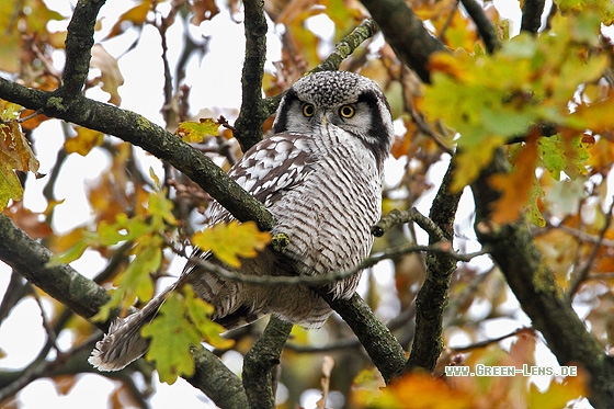 Sperbereule - Copyright Stefan Pfützke
