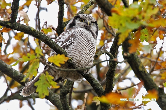 Sperbereule - Copyright Stefan Pfützke