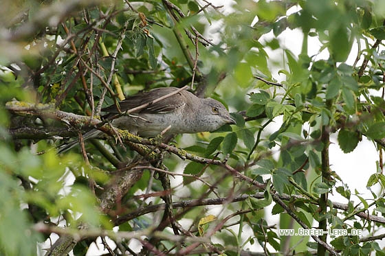 Sperbergrasmücke - Copyright Stefan Pfützke