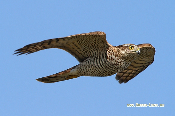 Sperber - Copyright Stefan Pfützke