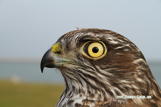 Sperber - Copyright Stefan Pfützke