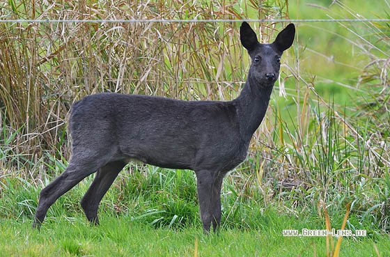 Reh - Copyright Stefan Pfützke