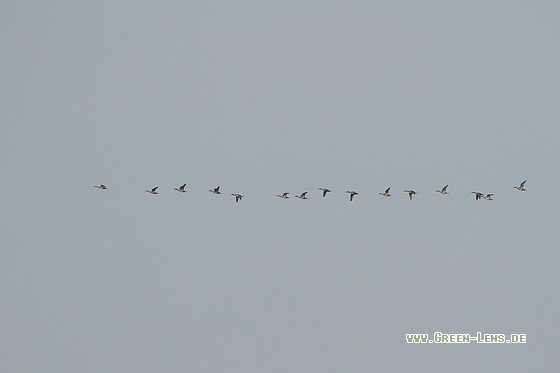 Spießente - Copyright Stefan Pfützke