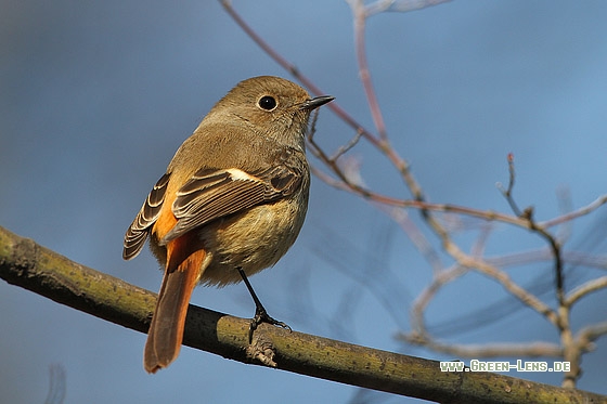 Spiegelrotschwanz - Copyright Stefan Pfützke