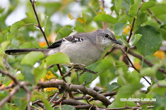 Gartenspottdrossel - Copyright