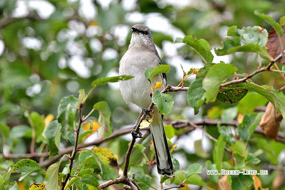 Gartenspottdrossel - Copyright