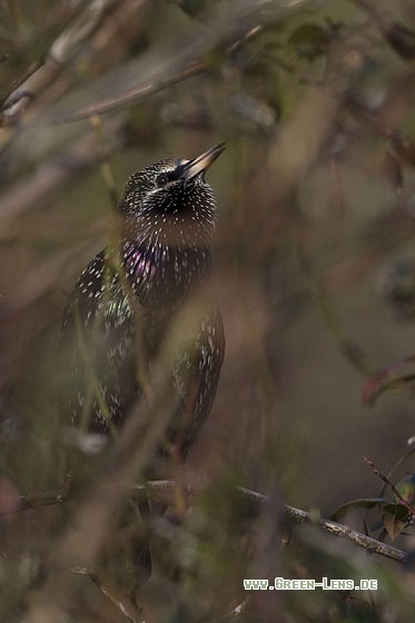 Star - Copyright Mathias Putze