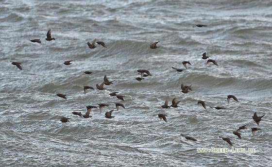 Star - Copyright Stefan Pfützke