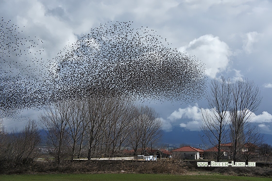 Star - Copyright Stefan Pfützke