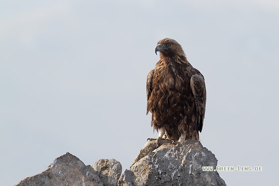 Steinadler - Copyright Stefan Pfützke