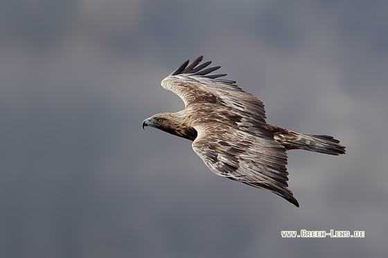 Steinadler - Copyright Stefan Pfützke