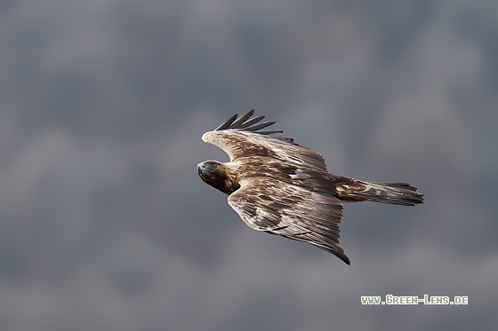 Steinadler - Copyright Stefan Pfützke