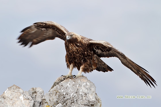 Steinadler - Copyright Stefan Pfützke