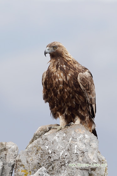 Steinadler - Copyright Stefan Pfützke