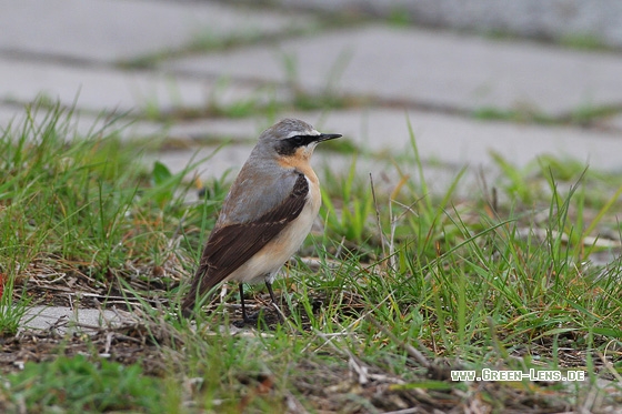 Steinschmätzer - Copyright Stefan Pfützke