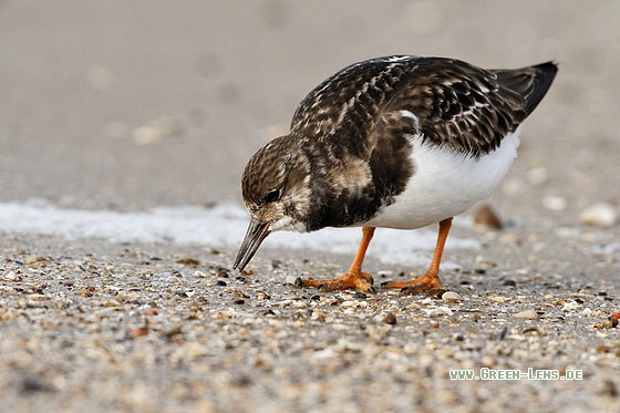 Steinwälzer - Copyright Stefan Pfützke