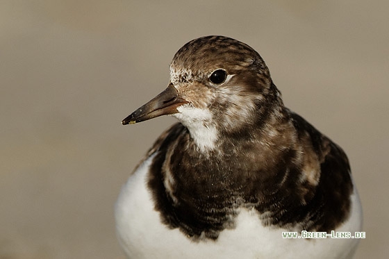 Steinwälzer - Copyright Stefan Pfützke