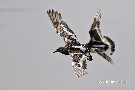 Steinwälzer - Copyright Stefan Pfützke