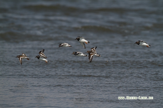 Steinwälzer - Copyright Stefan Pfützke